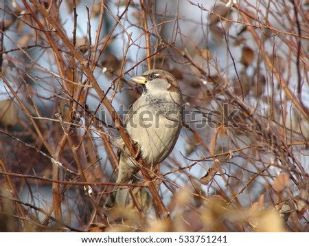 Sparrow on a branch in winter time
