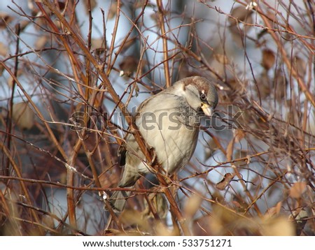 Sparrow on a branch in winter time