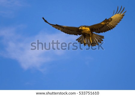 Bird of prey. Hunting bird. White clouds and blue sky background. 