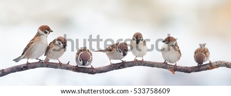 A lot of small funny birds sparrows sitting on a branch on the panoramic picture Royalty-Free Stock Photo #533758609