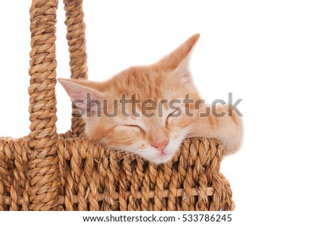 Sleeping ginger kitten in wicker basket