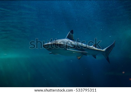 Blacktip reef shark (Carcharhinus melanopterus). Marine fish.