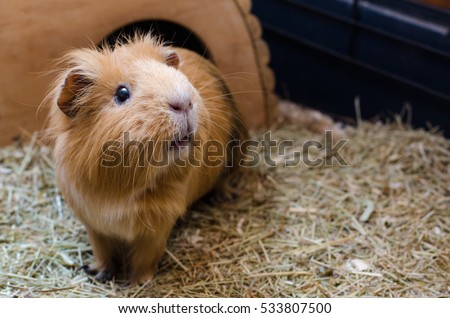 Portrait of cute red guinea pig. Close up photo. Royalty-Free Stock Photo #533807500