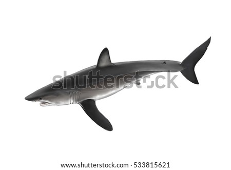 Long fin or Black Mako, Isurus paucus, a open ocean shark rarely met by people or fishermen. Although is caught in tropical seas worldwide by long-liners.