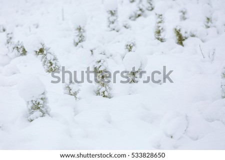 Small pine trees under snow. Snow covered young trees in forest.