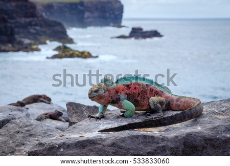 Galapagos Espanola Island Punta Suarez Marine Iguana
 Royalty-Free Stock Photo #533833060
