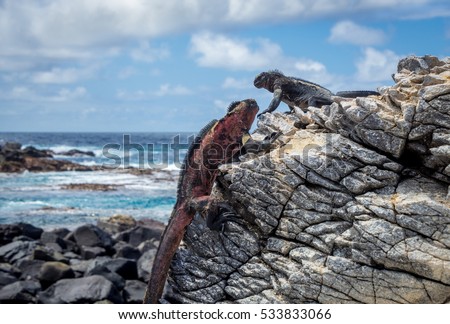 Galapagos Espanola Island Punta Suarez Marine Iguana Royalty-Free Stock Photo #533833066