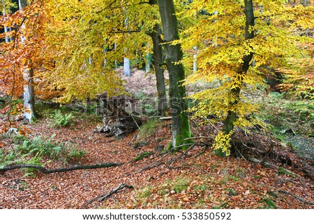 Ravnsholt Skov forest in  Alleroed - Denmark in autumn