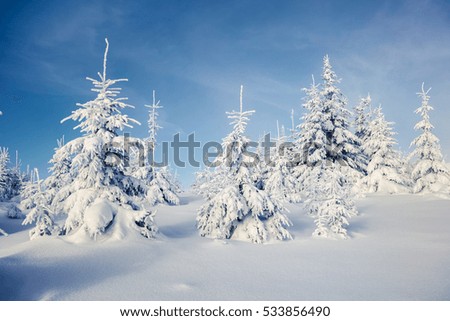 Sunny morning scene in the mountain forest. Splendid winter landscape in the snowy wood, Happy New Year celebration concept. Artistic style post processed photo.