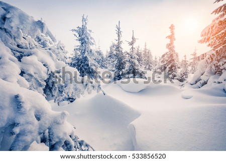 Bright morning scene in the mountain forest. Colorful winter view in the snowy wood, Happy New Year celebration concept. Artistic style post processed photo.