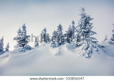 Bright morning view of mountain forest. Misty winter landscape in the snowy wood, Happy New Year celebration concept. Artistic style post processed photo.