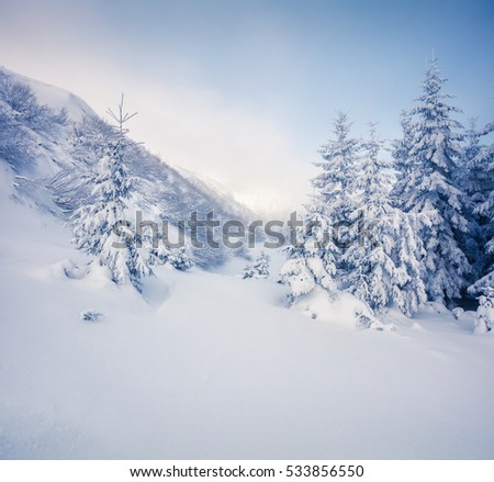 Bright morning scene in the mountain forest. Misty winter landscape in the snowy wood, Happy New Year celebration concept. Artistic style post processed photo.