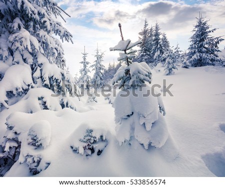 Bright morning scene in the mountain forest. Misty winter landscape in the snowy wood, Happy New Year celebration concept. Artistic style post processed photo.
