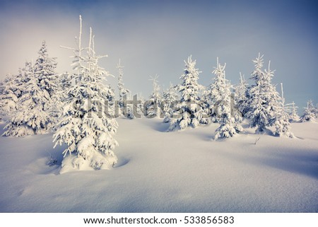 Sunny morning scene in the mountain forest. Misty winter landscape in the snowy wood, Happy New Year celebration concept. Artistic style post processed photo.