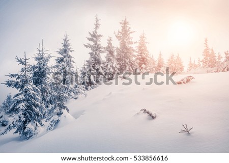 Bright morning scene in the mountain forest. Splendid winter sunrise in the snowy wood, Happy New Year celebration concept. Artistic style post processed photo.