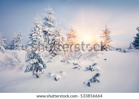 Bright morning scene in the mountain forest. Colorful winter sunrise in the snowy wood, Happy New Year celebration concept. Artistic style post processed photo.