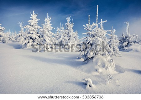 Sunny morning scene in the mountain forest. Misty winter landscape in the snowy wood, Happy New Year celebration concept. Artistic style post processed photo.