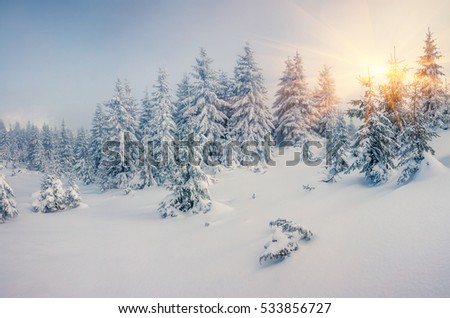 Bright morning scene in the mountain forest. Colorful winter sunrise in the snowy wood, Happy New Year celebration concept. Artistic style post processed photo.