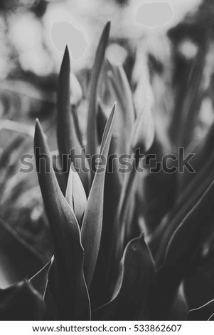 black and white, high in contrast photo of unopened buds of tulips growing in the flower garden in spring 