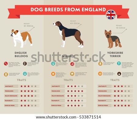 Dog infographic illustration vector icons set. English bulldog, whippet, yorkshire terrier