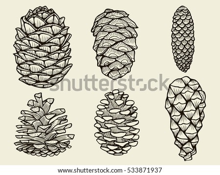 Pine cones of cedar spruce fir christmas tree pine set. hand-drawn vector illustration