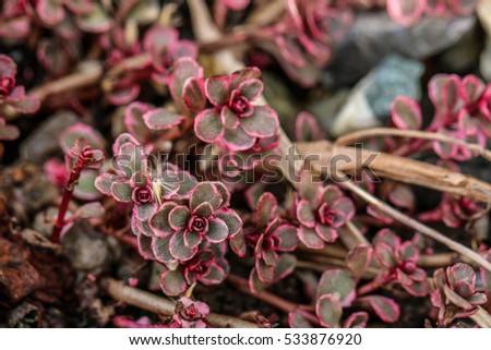 Sedum spurium stonecrop dark red, two coloured Royalty-Free Stock Photo #533876920