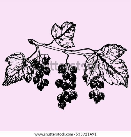 black currant, doodle style sketch illustration hand drawn vector 