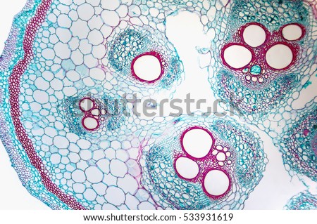 Tissue cell- cross section cucurbits (pumpkin) stem. Educational methodical, informational support for the study of biology Royalty-Free Stock Photo #533931619