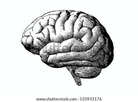 Engraving brain illustration in gray scale monochrome color on white background Royalty-Free Stock Photo #533933176