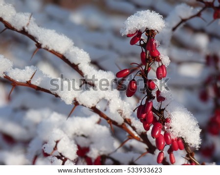 Sunlit branch of barberry (berberris) covered with first snow. Snowy bush with red berries.