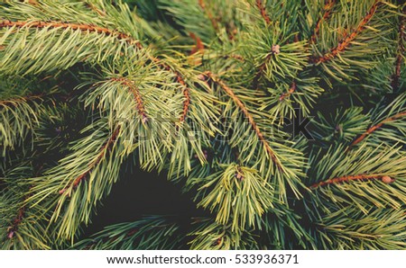 Beautiful winter backdrop. Nice fir branches. Close up. Wonderful background for your text. Christmas decoration. Vintage. Matte tone.
