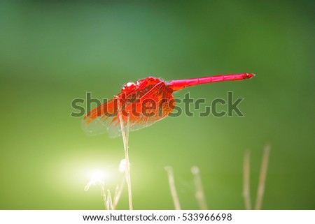 Red Dragonfly with sun flare effect on green leaf blurry background.