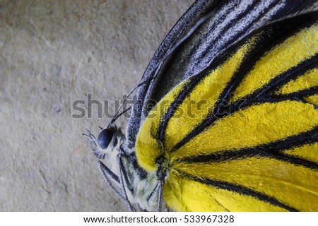 Macro close up of an  Butterfly