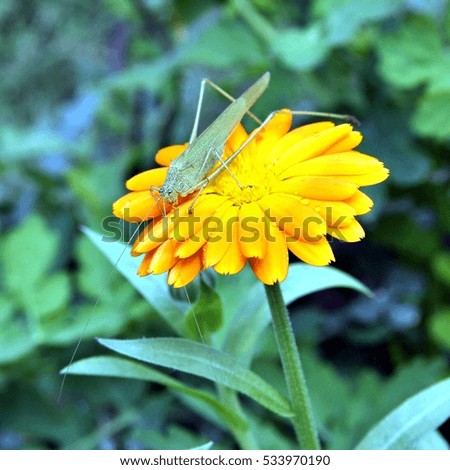 Green grasshopper drinking water on the yellow flower. Macro. Narrow depth of field.