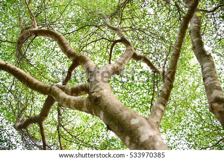 Tree with branches in nature.