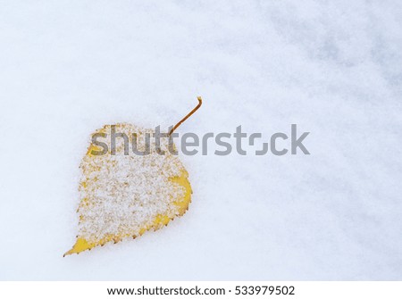 follen birch leaf on a snow