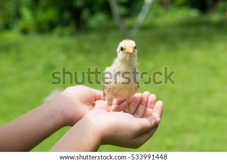 Babies chick, Little chicken,Rearing small chicks. Poultry farming. Agriculture.
