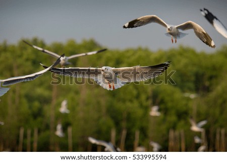 flying seagulls.