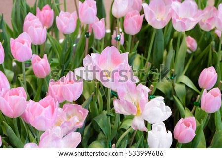 pink tulips in a field