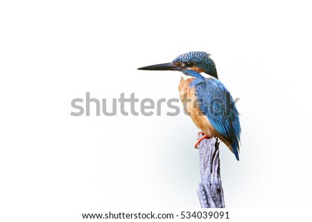 The common kingfisher (Alcedo atthis)the Eurasian kingfisher, and river kingfisher, is a small kingfisher with seven subspecies recognized within its wide distribution across Eurasia and North Africa. Royalty-Free Stock Photo #534039091