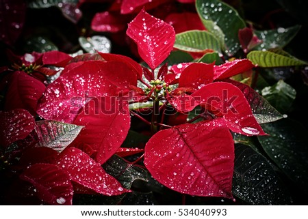 Beautiful red christmas flower.effect vintage style.