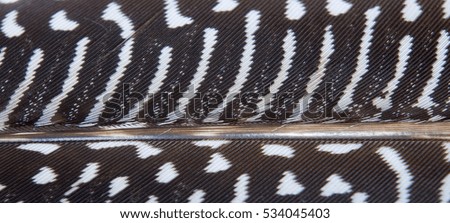 Texture of the flight feathers of guinea fowl as a background. Abstract composition with guinea hen feather. Selective focus with shallow depth of field.