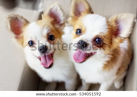 cute duo Chihuahua puppy dog sitting in box