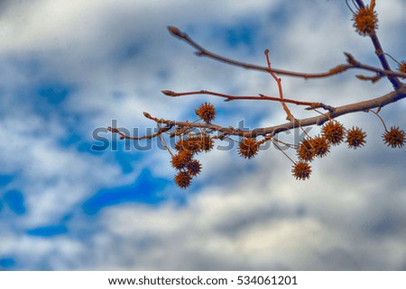 Tree branch and blue sky