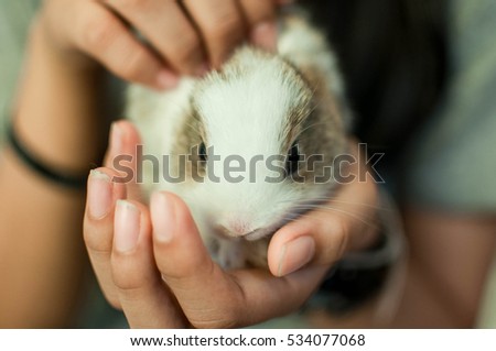 Rabbit lying on his hand.