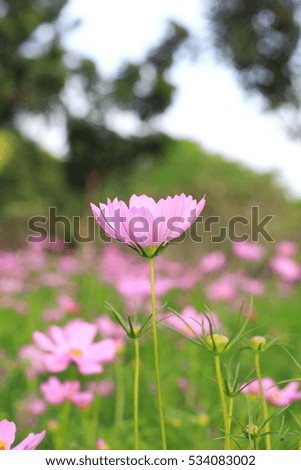 Pink cosmos flowers