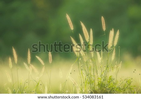 Flowers grass blurred bokeh background with color filters