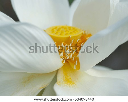 close up white lotus pollen, soft and select focus