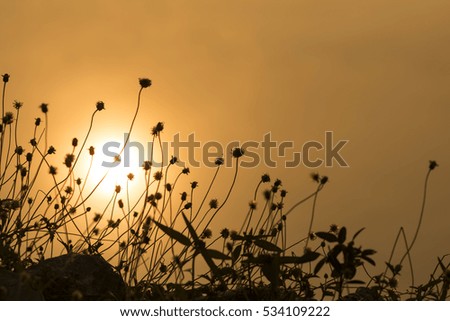 silhouette flower grass with sunset background