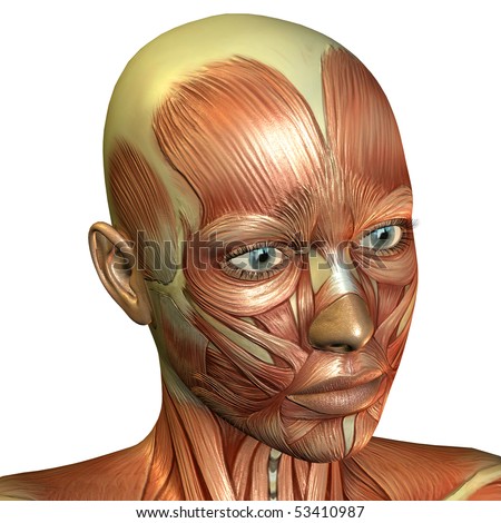 muscle of the female face
